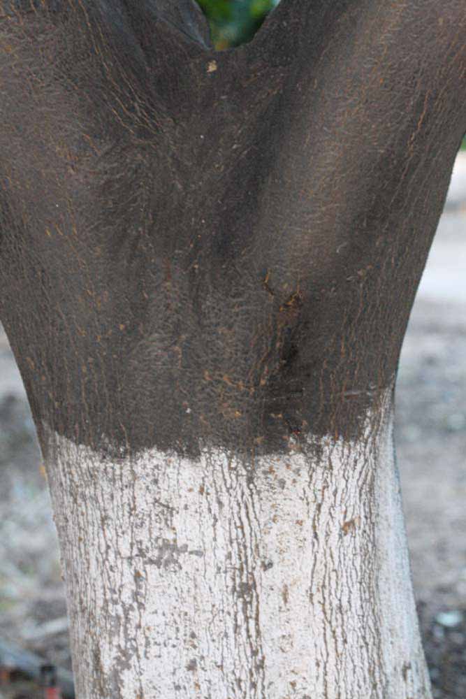            Bark (Sanguinelli, Riverside, CA)   